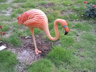火烈鳥