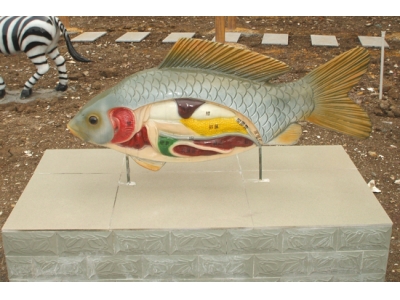 鯉魚解剖模型