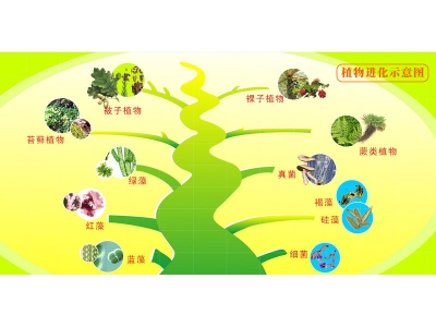 植物進化圖