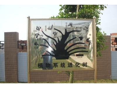 生物進化樹圖