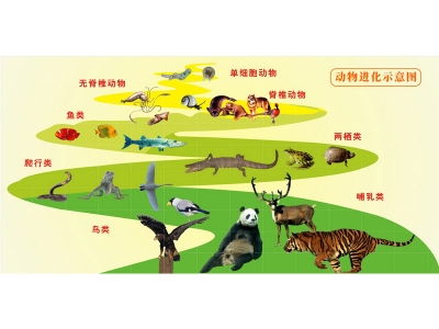 動物進化圖